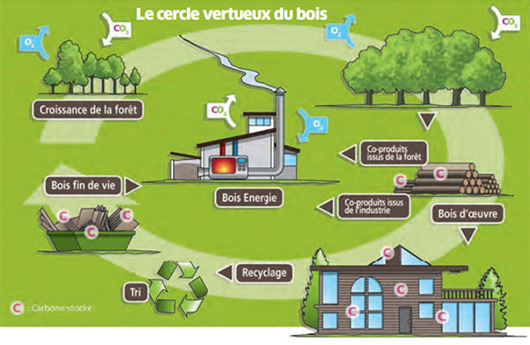 Le cercle virtueux du bois